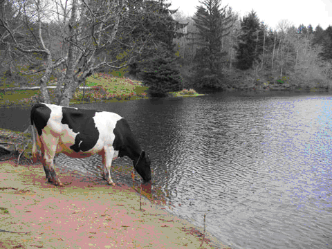 Cows on the Oregon Coast
