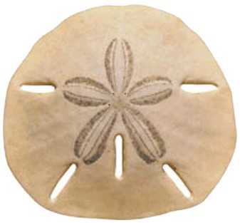 Image result for sand dollar