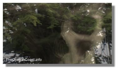 The ghost of Harrison G. Blake in the Monterey Cypress tree