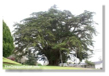 Harrison G. Blake Monterey Cypress tree