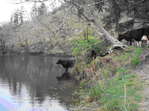 Cows on the Oregon Coast