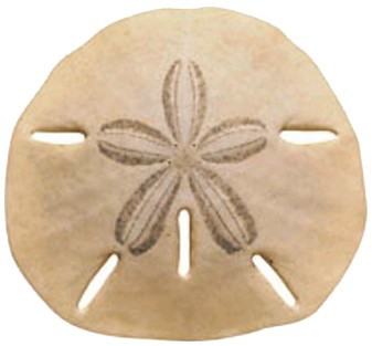 Picture of a Sand Dollar